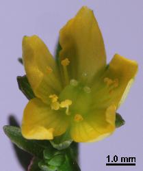 
  Hypericum minutiflorum flower with 3 styles and 9 stamens.
 Image: P.B. Heenan © Landcare Research 2010 